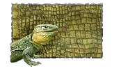 Pintura Dragon