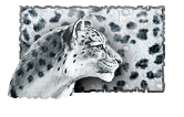 Pintura Irbis