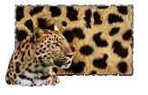 Pintura Jaguar