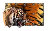 Pintura Tiger
